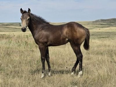Whiskey Up Boston JW<BR>AQHA 6494222